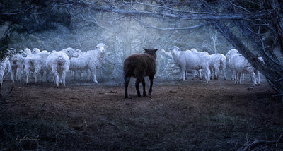 One black sheep standing in a heard of white sheep.