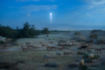 Shepherds Fields