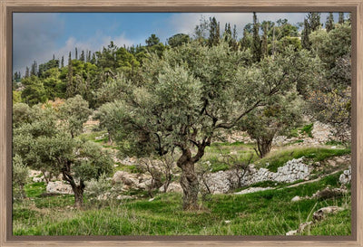 Mount of Olives by Robert A Boyd